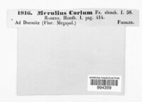 Byssomerulius corium image